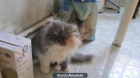 gatos persas - mejor precio | unprecio.es