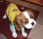 Gorgeous Tiny Cavalier King Charles Spaniel Cachorros de Sal ... - mejor precio | unprecio.es