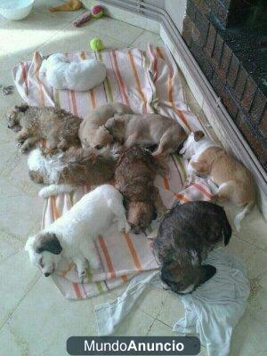 se regalan cachorros