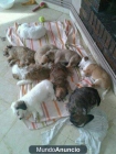 se regalan cachorros - mejor precio | unprecio.es