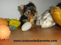 Yorkshire Terrier, Cachorritos disponibles