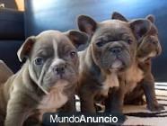 Bulldog francés disponibles con papeles
