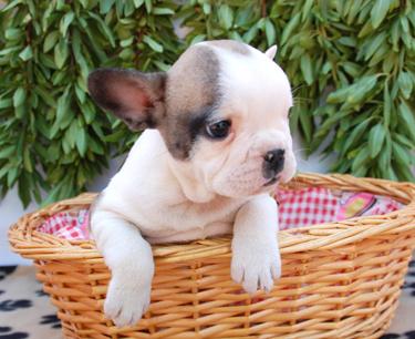 Vendemos Cachorros Razas Pequeñas