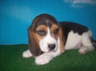 Cachorros de Beagle Tricolores *450 * - mejor precio | unprecio.es