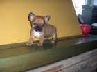 chihuahua toy - mejor precio | unprecio.es