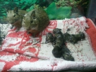 Degus-degoes - mejor precio | unprecio.es