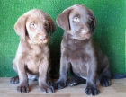 Labrador chocolate 270€ - mejor precio | unprecio.es