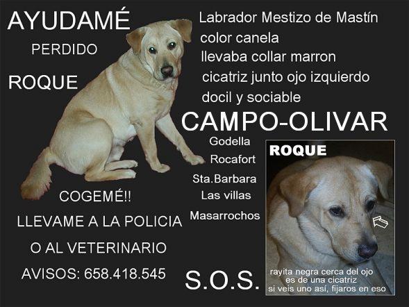 LABRADOR MESTIZO PERDIDO