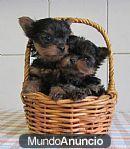 malteses y yorkshires