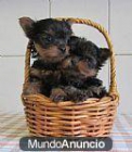 malteses y yorkshires - mejor precio | unprecio.es