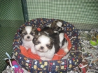 preciosos SHIH TZU - mejor precio | unprecio.es