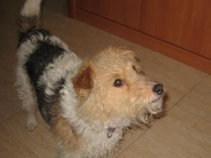 SE REGALA FOX TERRIER HEMBRA 4 AÑOS POR NO PODER ATENDER