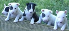 Se vende cachorro de american pit bull terrier, nacido el 15 de mayo, preciosa camada de colores atigrados, - mejor precio | unprecio.es