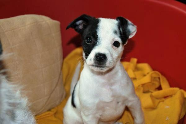 Snoopy, peque de 2 meses en adopción!