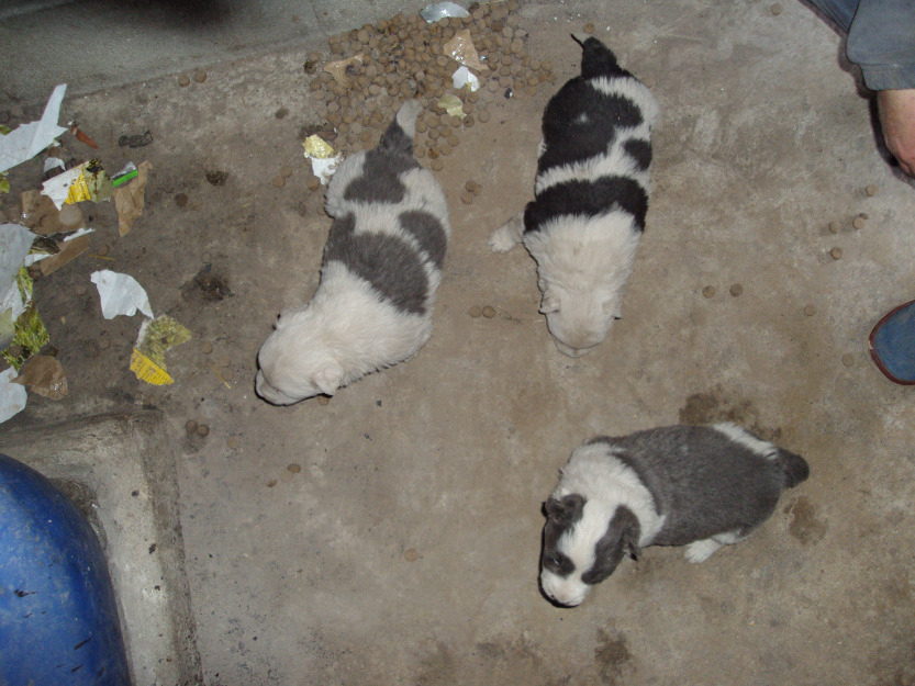 vendo cachorros border collie