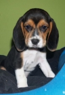 Vendo cachorros de Beagle, eonomicos - mejor precio | unprecio.es