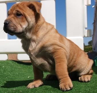 vendo cachorros de shar-pei,economicos