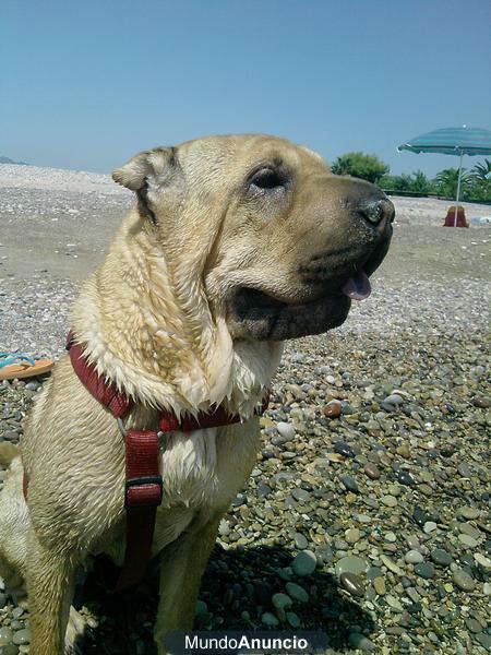 busco novio para shar-pei preciosa