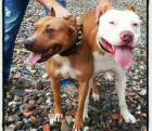 Cachorros de American Pitbull Terrier - mejor precio | unprecio.es
