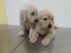 Cachorros de golden retriever - mejor precio | unprecio.es