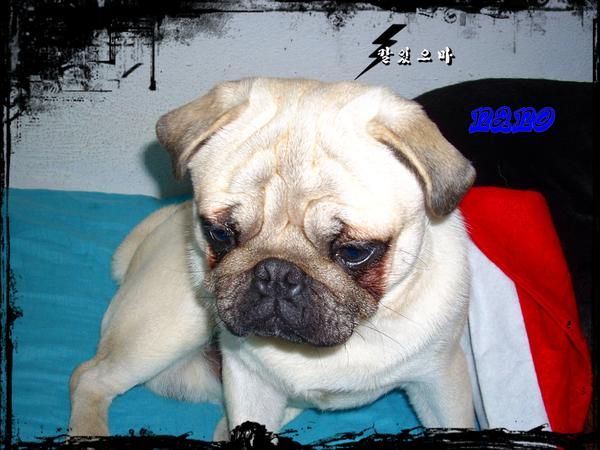 carlino ideal para reyes urge