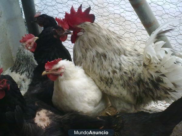 gallinas ponedoras