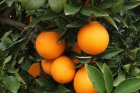 Naranjas frescas - mejor precio | unprecio.es