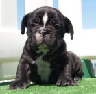 Preciosos Bulldog Frances ¡`garantia de cinco años ! - mejor precio | unprecio.es