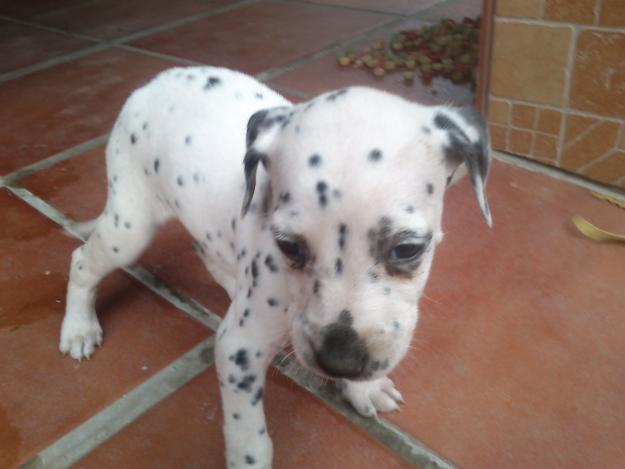 Se vende cachorrita hembra de dalmata