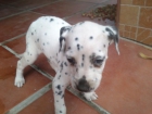 Se vende cachorrita hembra de dalmata - mejor precio | unprecio.es