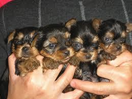 Se venden cachorros de yorkshire