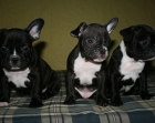 Cachorros bulldog francés - mejor precio | unprecio.es