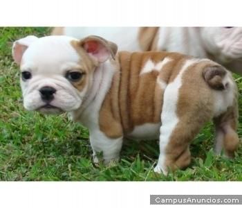 adorables cachorros bulldog francés