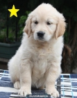 Cachorro Golden Retriever Disponible - mejor precio | unprecio.es