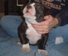cariñoso perrito American pittbull gratis adoption10 semanas de edad - mejor precio | unprecio.es