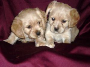 cocker spaniel lindos para adopciÃ³n 130 â¬