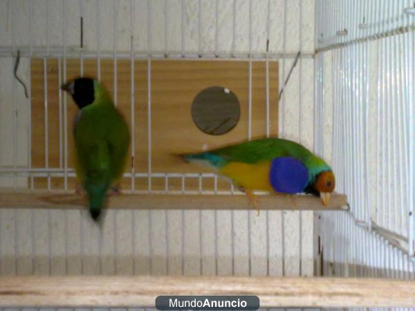 lote de pajaros,gould,tricolor,isabelitas