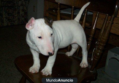 Macho y Hembra Cachorros de Bull Terrier