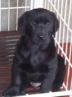 maravillosos cachorros deLABRADOR CON PEDIGREE 360 EUROS - mejor precio | unprecio.es