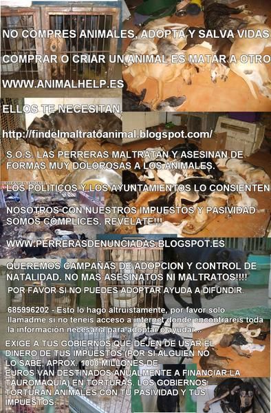 NO COMPRES ANIMALES, ADOPTA Y SALVA VIDAS /// HAGO PAGINAS WEB ECONOMICAS PARA EMPRESAS