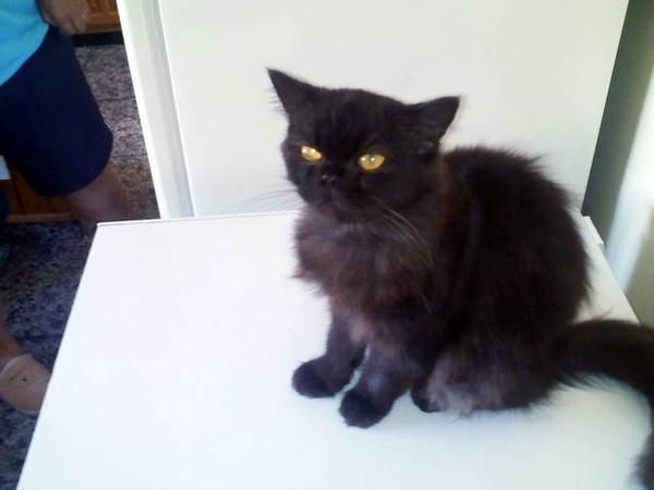 Regalo gatita persa