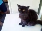 Regalo gatita persa - mejor precio | unprecio.es