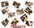 RUZURANG WHIPPET - mejor precio | unprecio.es