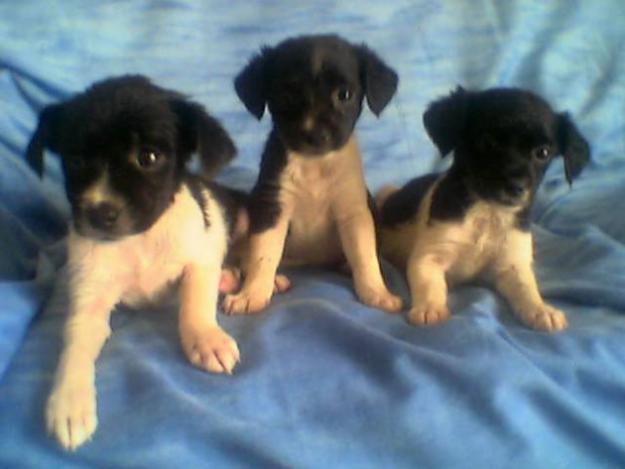 vendo 2 preciosas cachorritas cruce de chihuahua