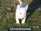 bullterrier amantes de animales domésticos encuentran - mejor precio | unprecio.es