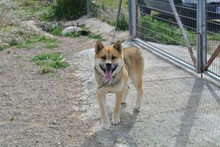 Adopta a Yuma
