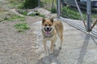 Adopta a Yuma - mejor precio | unprecio.es