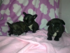 Bulldog frances - mejor precio | unprecio.es