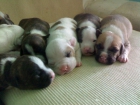 camada de american staffordshire terrier - mejor precio | unprecio.es