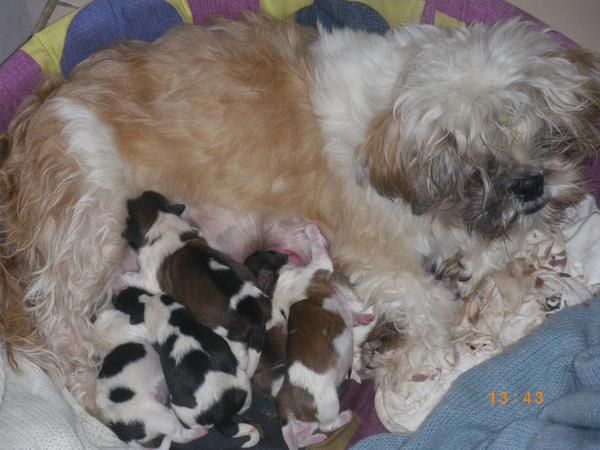 Camada de Shih Tzu